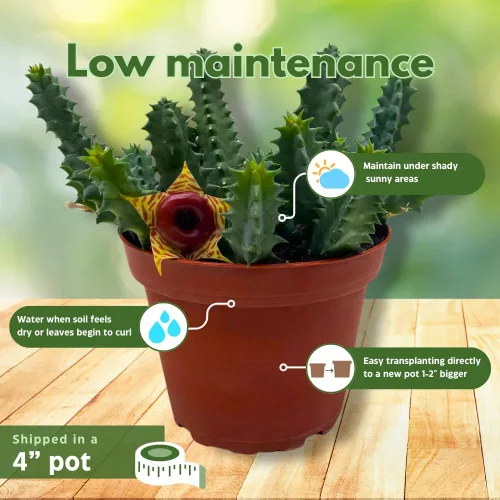 Miniatura 5 de BubbleBlooms Salvavidas Huernia Zebrina, Starfish Stapelia Cactus, vive en una maceta de 4 pulgadas