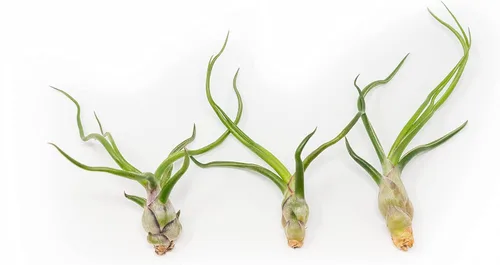 Miniatura 4 de Paquete de plantas de aire Wild Ones, Tillandsia Caput Medusae, Butzii y Bulbosa Guatemala, plantas suculentas de interior para soportes