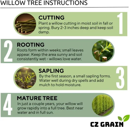 Miniatura 6 de Blackskin Willow Bonsai Tree Cutting to Grow - Ramas oscuras raras, bonsái fácil de cultivar para decoración de interiores y exteriores, apto