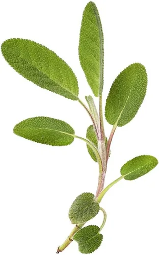 Miniatura 7 de Hoja ancha de salvia (50 semillas)