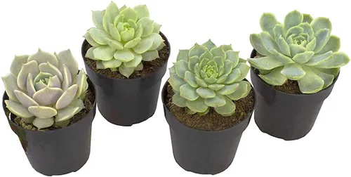 Altman Plants, Echeveria Suculents Plantas vivas (paquete de 4), plantas suculentas vivas, plantas de interior vivas, plantas suculentas, plantas