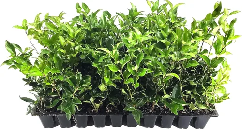 Hierba de hoja rizada - Ligustrum Japonicum Recurvifolium - 3 plantas vivas - Seto de privacidad de floración de hoja perenne