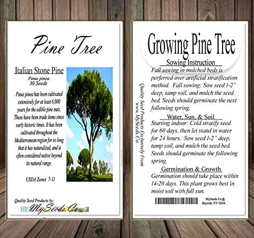 Miniatura 4 de Semillas para árbol de pino sin transgénicos de MySeeds.Co