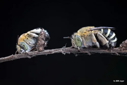 Miniatura 9 de TTArtisan Lente macro de 1.575 in F2.8 APS-C Lente de cámara de enfoque manual de aumento 1:1 para cámara Sony E Mount A6000 A6100 A6300 A6400 A6500