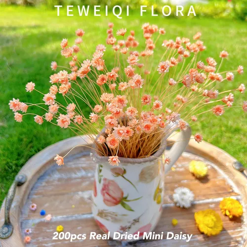 Miniatura 7 de 200 tallos de flores secas naturales brasileñas, margarita estrella pequeña seca, mini ramo decorativo de manzanilla seca para arreglos florales