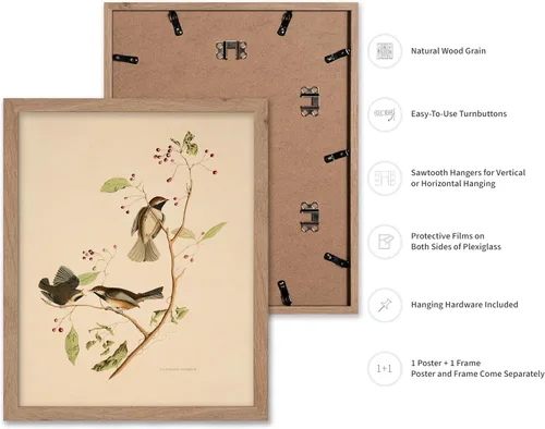 Miniatura 2 de Poster Master Póster Vintage de Titmouse Canadiense - Impresión Retro de Aves de América - Arte de Aves - Regalo para Hombres, Mujeres y Amantes