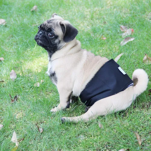 Miniatura 6 de wegreeco - Pañales lavables para perros machos, bandas envolventes para vientre, paquete de 3 (dorado, negro, gris), talla XS