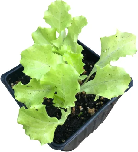 Miniatura 4 de Organic Marketmore 76 Semillas de pepino (Cucumis sativus) 100 semillas (0.11 onzas) - Semillas de pepino para plantar por Smoke Camp Crafts
