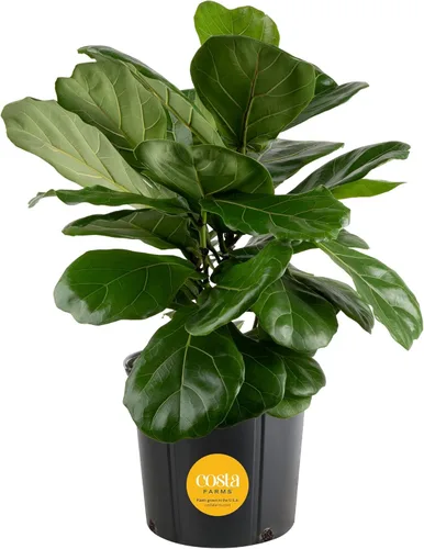 Miniatura 13 de Costa Farms Árbol de higuera de hoja de violín, Ficus Lyrata vivo de 3 a 4 pies, purificador de aire, grande, fácil de mantener, planta de piso