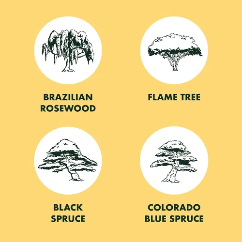 Miniatura 8 de Kit de principiantes de semillas de árbol Bonsai, Mini juego de cultivo de plantas Bonsai, 4 tipos de semillas, macetas, tijeras de podar