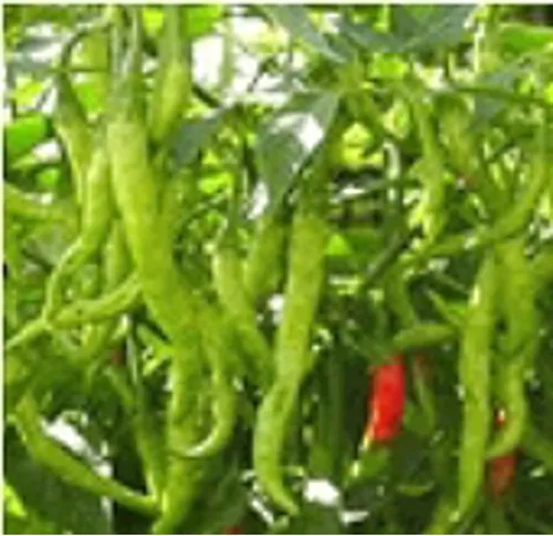 Jwala - Semillas de pimientos picantes (más de 20 semillas) | Sin OGM | Semillas de flores para plantar | Paquete de invernadero de jardín para el