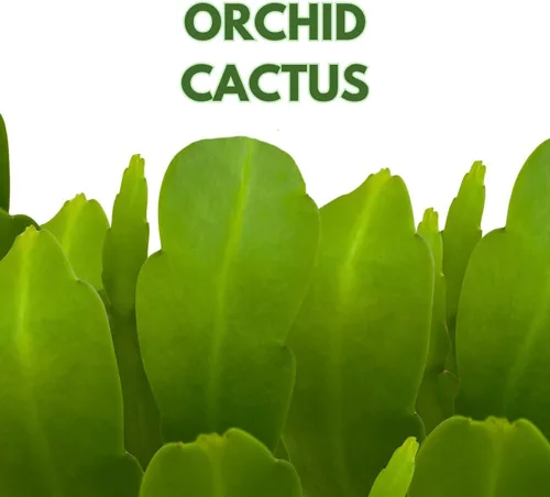 Miniatura 2 de BubbleBlooms Epiphyllum Orchid Cactus en una maceta de 4 pulgadas Disocactus ackermannii