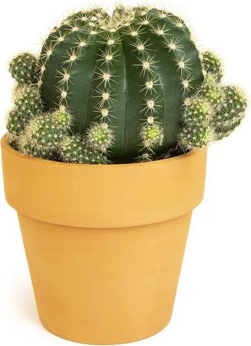 Plantas de cactus viven en maceta de arcilla, cactus vivo en maceta en tierra de cactus, mini cactus vivos, plantas suculentas vivas, cactus vivos,