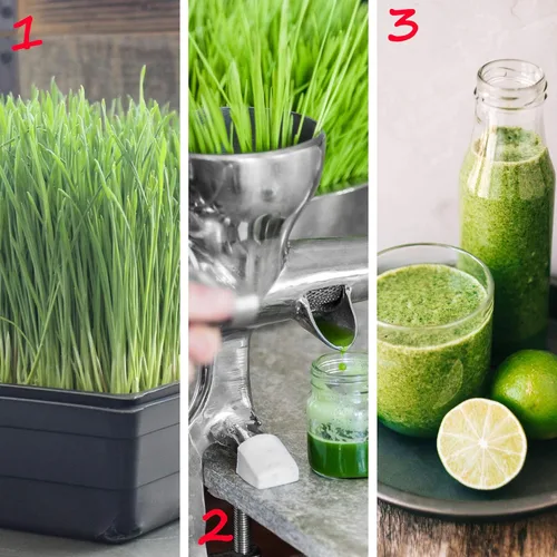 Miniatura 5 de Bandejas de cultivo de 20 x 10 pulgadas, sin agujeros de drenaje, de plástico reciclado, bandejas para brotes de hierba de trigo, cultivo
