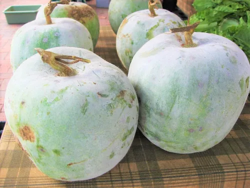 Miniatura 2 de TomorrowSeeds - Semillas gigantes de melón de invierno - Más de 20 unidades - para plantar 2026 calabaza de cera de ceniza piel blanca chino Dong