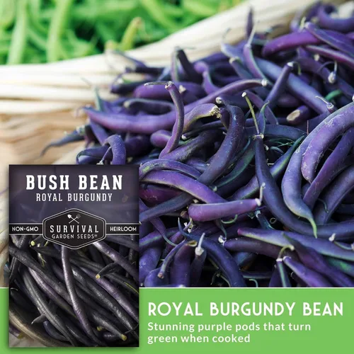 Miniatura 4 de Survival Garden Seeds - Semilla de frijol burdeos real para plantar - Paquete con instrucciones para plantar y cultivar frijoles morados sin hilo