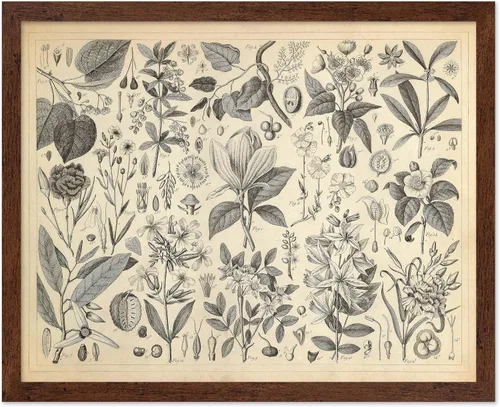 Miniatura 13 de Poster Master Póster Vintage de Plantas Cultivadas - Impresión Botánica Retro - Arte de Flores - Arte de Plantas - Regalo para Hombres y Mujeres