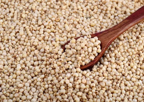 Miniatura 4 de Food to Live Sorgo de grano entero orgánico sin gluten, 1 libra - Granos blancos sin transgénicos. Semillas milo. Vegano, Escoba de maíz a granel.