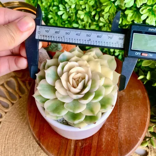 Miniatura 5 de Plantas suculentas vivas, Echeveria Onslow variegada de 3.2 pulgadas, Plantas de interior mini, Planta viva de raíz desnuda sin tierra, Plantas