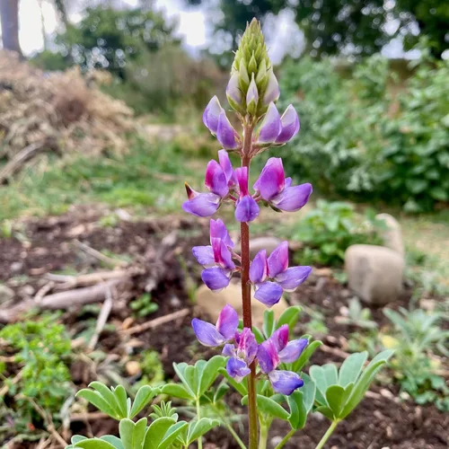 Miniatura 2 de Plant Good Seed Arroyo Blue Lupine Seeds for Planting: California Native Wildflower, Dark Purple Blossoms - Paquete de 60 semillas