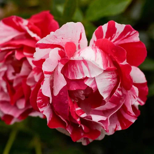 Rosas arbustivas de reliquia, planta de raíz propia viva para jardín al aire libre, Stars 'n' Stripes Forever™, Zonas de rusticidad muy fragantes: