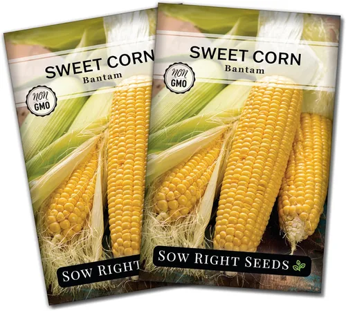 Miniatura 6 de Sow Right Seeds - Semilla de maíz dulce Bantam para plantar - Paquete de reliquia sin OMG con instrucciones para plantar un huerto casero - Cultiva