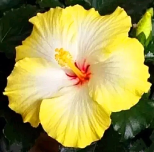 SeedsTop - 45 semillas de hibisco amarillo flor perenne reliquia rara flor exótica planta de árbol | Perennial, Heirloom, Rare Flower, Exotic Tree