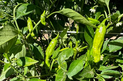 Miniatura 4 de Plant Good Seed Semillas de pimiento Shishito orgánicas, paquete de 30, semillas tradicionales para plantar verduras, suministros de jardinería