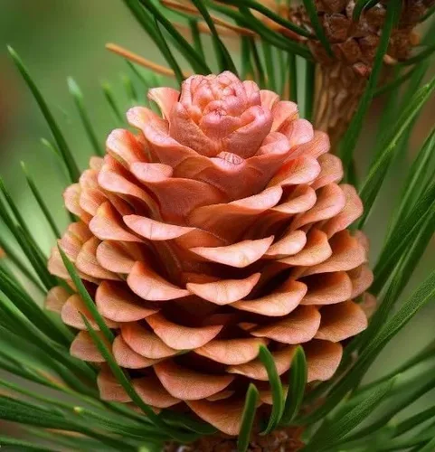 Miniatura 4 de Pinus taeda (Loblolly Pine, Frankincense Pine) Semillas de árbol, crecimiento rápido, follaje denso, semillas de MySeeds.Co, elige