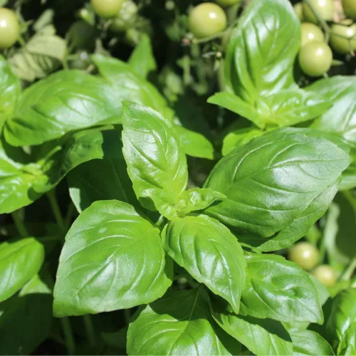 Miniatura 7 de Semillas de Albahaca Genovesa (550 Semillas)