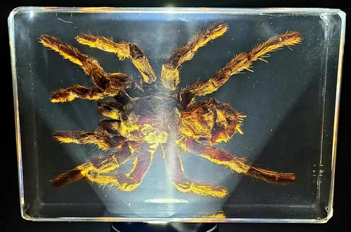Miniatura 18 de 44mm de escorpión negro real en resina de lucite transparente cristalina, especímenes de artesanía, insectos de varios animales, colección