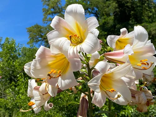 Miniatura 4 de 10 semillas de flores blancas y rosas de Royal / King's Lilium Regale