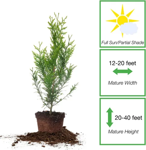 Miniatura 2 de Perfect Plants Thuja Verde Gigante de 1 Galón Árbol de Privacidad Siempreverde Arborvitae Follaje Verde Abundante Adaptable