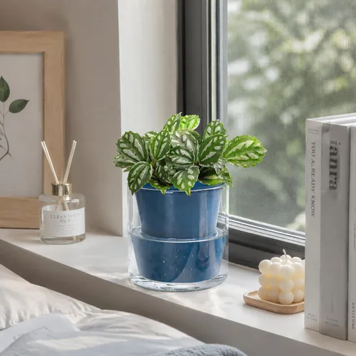 Miniatura 3 de D'vine Dev Maceta de Diseño de Riego Automático de 4 Pulgadas para Plantas de Interior, Maceta de Terracota Azul con Vaso Cilíndrico de Vidrio