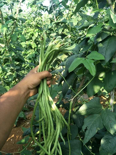 Miniatura 3 de MOCCUROD - Semillas de frijol largo de más de 30 yardas, vegetales asiáticos, frijoles largos, productivos EE. UU