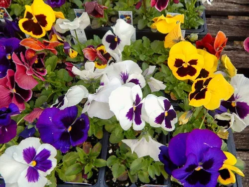 Miniatura 5 de Semillas Viola Swiss Mix (Nombre científico: Viola wittrockiana) Flores Perennes