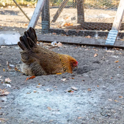 Miniatura 7 de Strong Animals Preen Queen - Aditivo de baño de polvo de pollo, baño de polvo de aves de corral para pollos con aceites de menta y citronela, ayuda