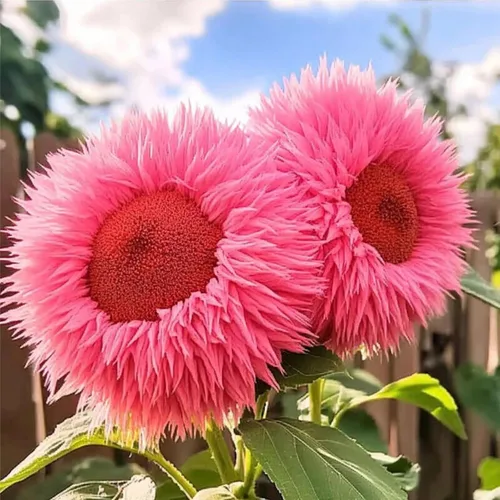 Miniatura 4 de Más de 150 semillas de girasol raras para plantar girasoles de oso de peluche gigantes, semillas de reliquia sin OMG para el hogar, jardín al aire