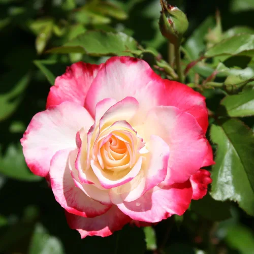 Miniatura 5 de Rosas de reliquia Grandiflora, planta de raíz propia viva para jardín al aire libre, Cherry Parfait™, ligeramente fragantes, zonas de rusticidad