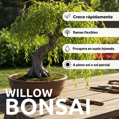 Miniatura 2 de Eversong - Bonsái de sauce llorón para cultivar, corte de tronco grueso, gran regalo, bonsái de rápido crecimiento para interiores o exteriores
