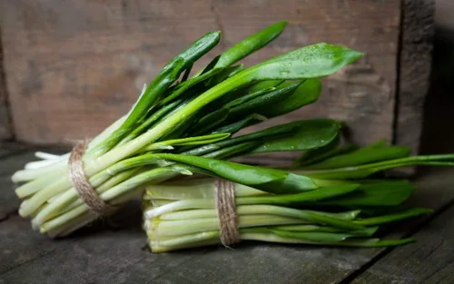 Miniatura 4 de Semillas Hierba Ramsons (Ajo Salvaje) - 50 Semillas