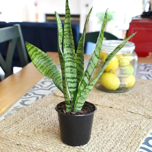 Miniatura 2 de Planta de serpiente viva, Sansevieria Zeylanica, planta de interior en maceta, planta de lengua de suegra Sansevieria viva, planta suculenta en Olla