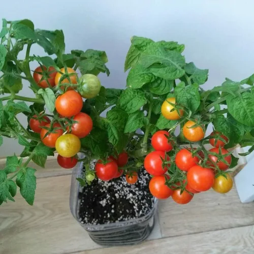 Miniatura 2 de Más de 40 semillas de tomate enano de interior durante todo el año - Rojo vegetal