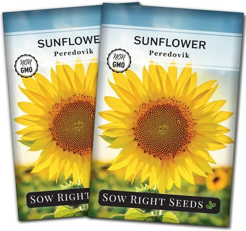 Miniatura 7 de Sow Right Seeds - Semillas de girasol Peredovik para plantar - Paquete de reliquia sin OMG con instrucciones para el cultivo - Flor solar negra rusa