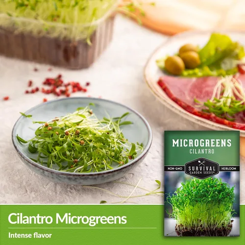 Miniatura 3 de Semillas de cilantro microgreen para germinar – Semillas de cilantro de reliquia sin OMG para microgreens frescos y sabrosos – Cultivo