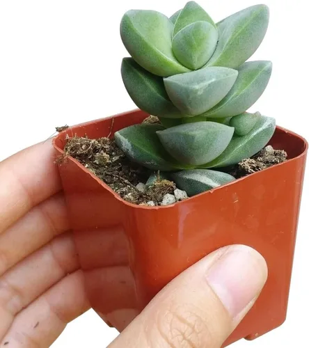 Miniatura 7 de Suculentas vivas de aloe brevifolia de 2 pulgadas de hojas cortas, suculentas con poca luz de 2 pulgadas, suculentas vivas y saludables, ideas