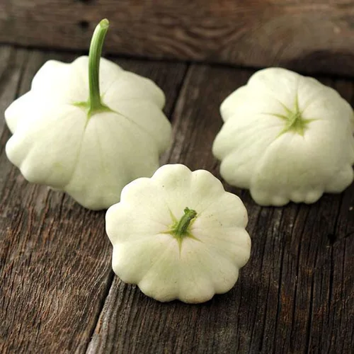 Organic Benning's Green Tint Scallop Squash – 0.14 oz ~ 35 semillas – Orgánica, huerta vegetal – reliquia, sin OMG, polinizada abierta – Calabaza de