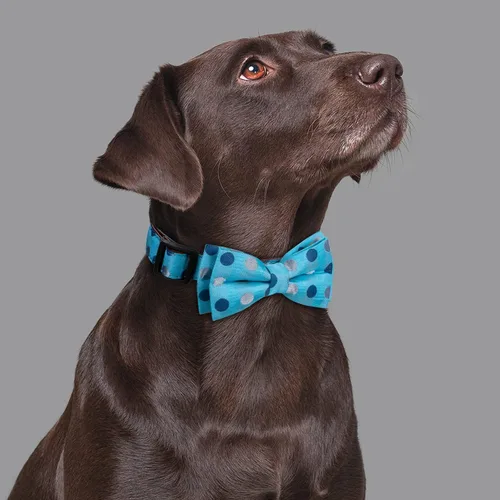 Miniatura 5 de Collar con pajarita para perro, lunares azules, mediano A2_Puntos azul cielo