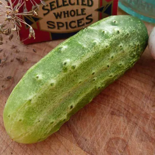 National Pickling - Semillas de pepino – 1 onza ~ 700 semillas – Semillas de herencia, polinizadas abiertas, sin OMG, semillas de jardinería