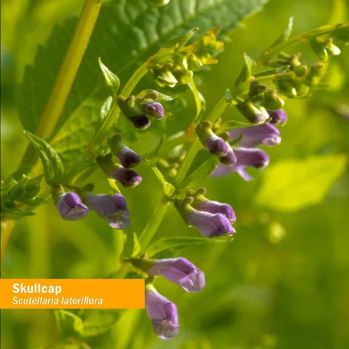 Miniatura 7 de Herb Pharm Extracto de hierbas líquido Skullcap: hierba tradicional relajante Skullcap. Apoyo tradicional para la mente tranquila, sin OMG, sin